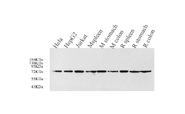 CDC25A Polyclonal Antibody (E-AB-70140)