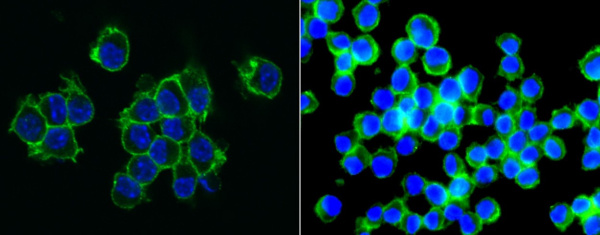 Recombinant CD155/PVR Monoclonal Antibody (AN300499P)
