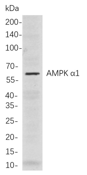 Recombinant AMPK α1 Monoclonal Antibody (AN301102L)