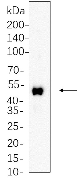 Recombinant RUNX1 Monoclonal Antibody (AN300689L)