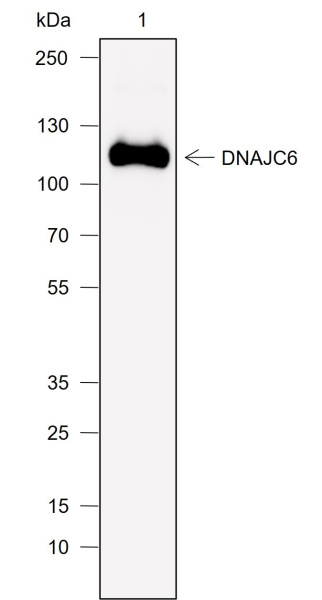 Recombinant DNAJC6 Monoclonal Antibody (AN302054L)