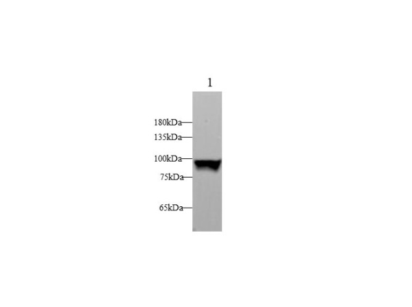 STAT1 Polyclonal Antibody (D-AB-10285L)