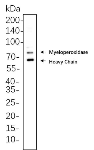 Recombinant Myeloperoxidase Monoclonal Antibody (AN300630L)