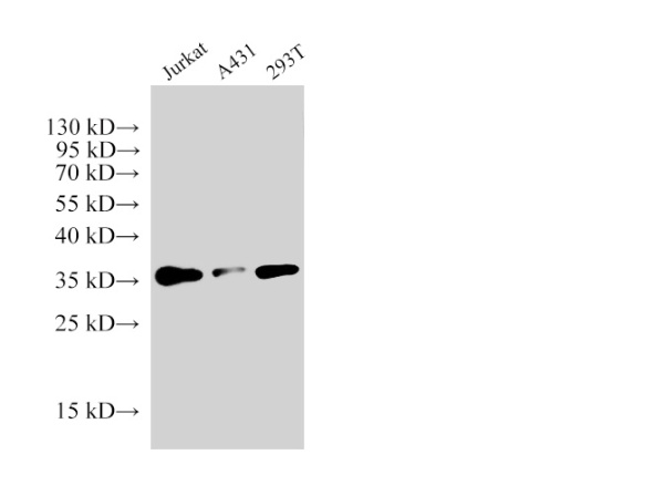 PCNA Polyclonal Antibody (E-AB-40489)