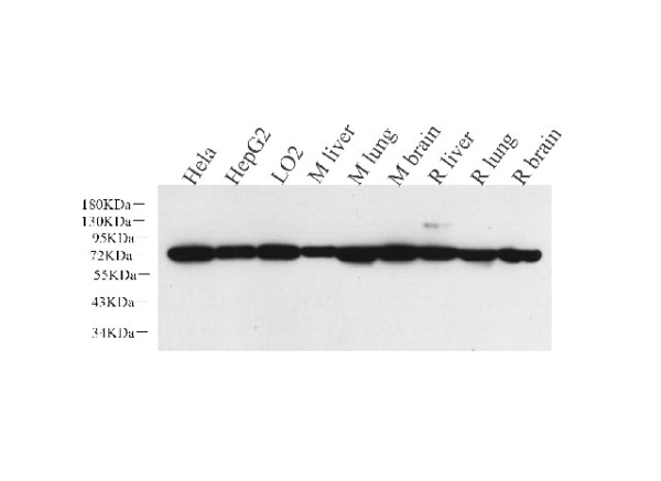 HSPA1A Polyclonal Antibody (E-AB-70102)