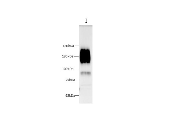 CEACAM1 Polyclonal Antibody (D-AB-10183L)