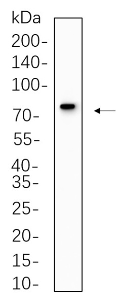 Recombinant MX1 Monoclonal Antibody (AN300632L)