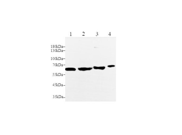 MMP-2 Polyclonal Antibody (D-AB-10399L)