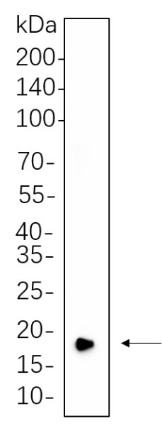 Recombinant CIRBP Monoclonal Antibody (AN300616L)