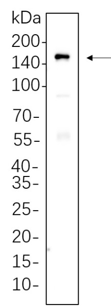 Recombinant MDR1 Monoclonal Antibody (AN300819L)