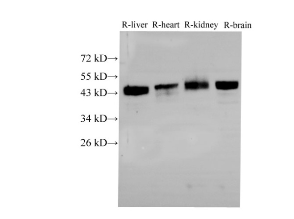 BSG Polyclonal Antibody (E-AB-40298)