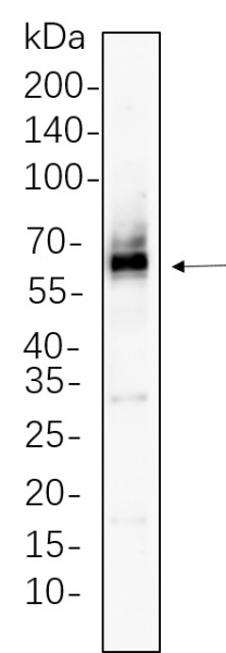 Recombinant Src Monoclonal Antibody (AN300804L)