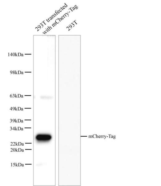 mCherry-Tag Polyclonal Antibody (E-AB-40508)