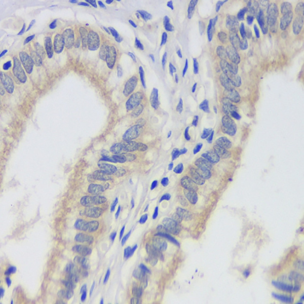 FAS Monoclonal Antibody (E-AB-70174)