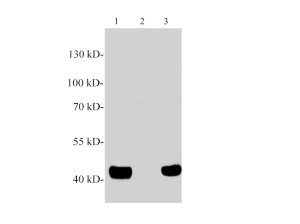 PON3/paraoxonase 3 Polyclonal Antibody (E-AB-40576)
