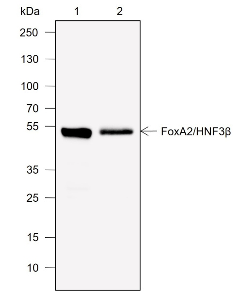 Recombinant FOXA2 Monoclonal Antibody (AN302023L)