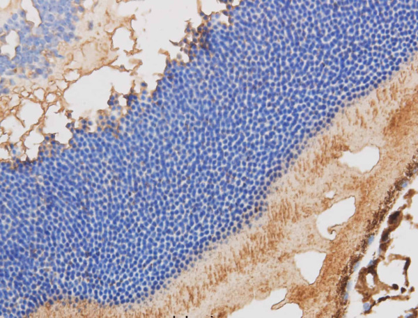 RBP3 Polyclonal Antibody (E-AB-40147)