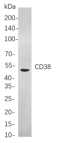 Recombinant CD38 Monoclonal Antibody (AN300945L)