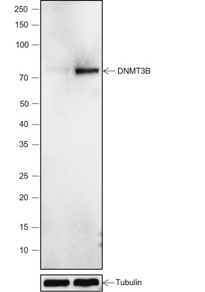 Recombinant DNMT3B Monoclonal Antibody (AN302070L)