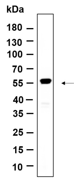 Recombinant Krs-2 Monoclonal Antibody (AN301176L)