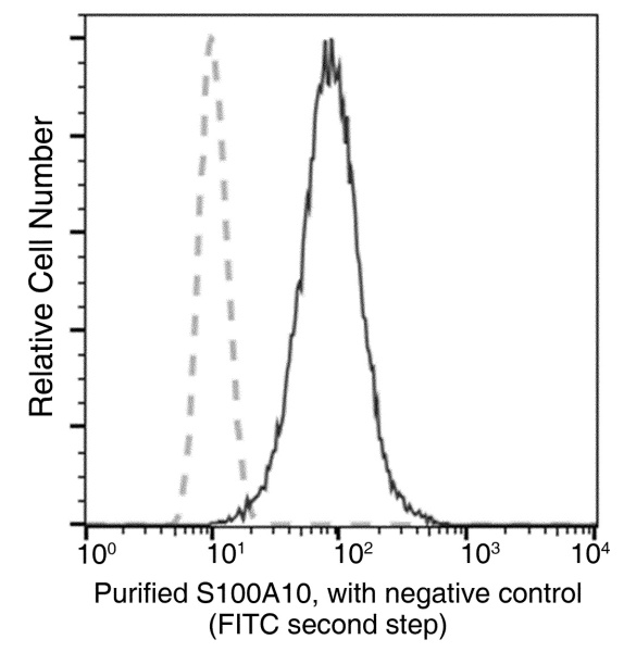 S100A10 Monoclonal Antibody (AN200074P)