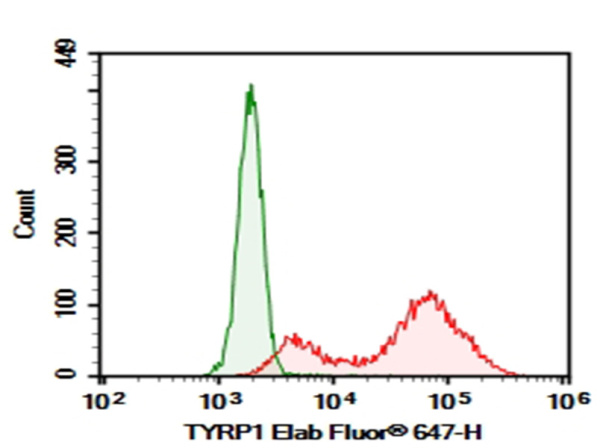 Purified Anti-Human TYRP1 Antibody[TA99] (AN007880P)