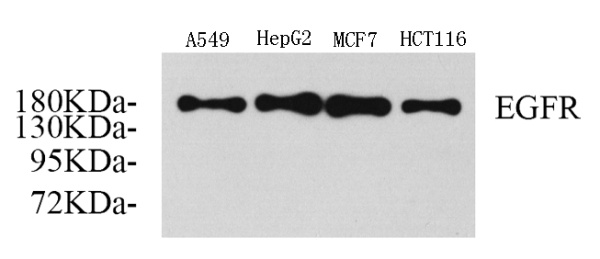 EGFR Polyclonal Antibody (E-AB-70034)