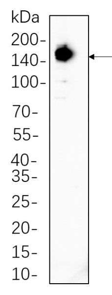 Recombinant Raptor Monoclonal Antibody (AN300789L)