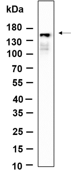 Recombinant Phospho-PLCγ1 (Tyr783) Monoclonal Antibody (AN301390L)