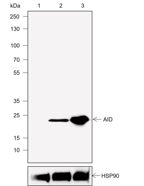 Recombinant AID Monoclonal Antibody (AN302047L)