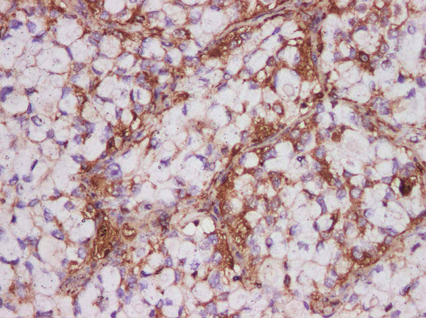 beta actin Polyclonal Antibody (AN007030L)