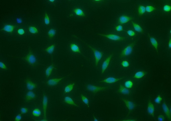 Recombinant BMP-2 Monoclonal Antibody (AN300061P)