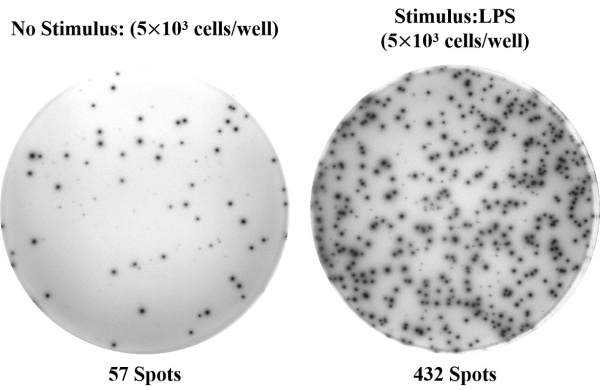 Human IL-1β (Interleukin 1β) ELISPOT Kit (ESP-H0005)