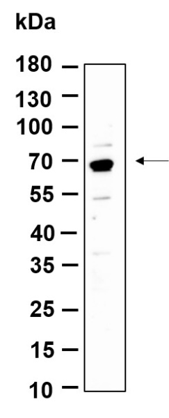 Recombinant Phospho-p70 S6 Kinase (Thr389) Monoclonal Antibody (AN301393L)