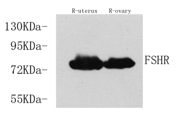 FSHR Polyclonal Antibody (E-AB-70133)