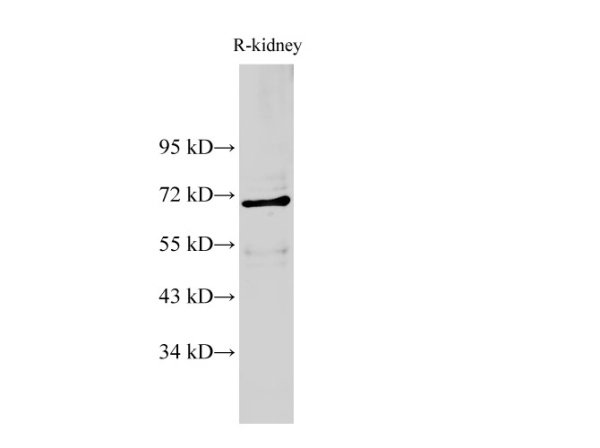 AIFM1 Polyclonal Antibody (E-AB-40255)
