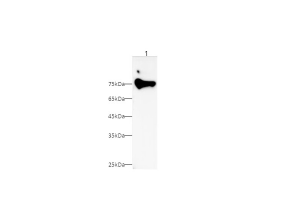 RELB Polyclonal Antibody (D-AB-10294L)