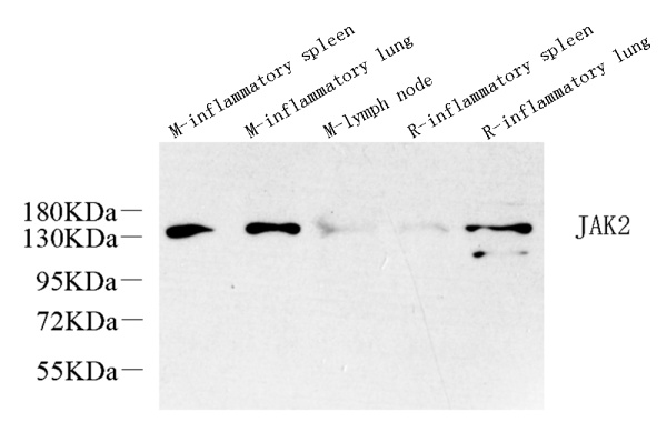 JAK2 Polyclonal Antibody (E-AB-70193)