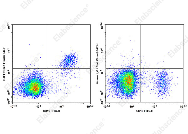 Elab Fluor® 647 Anti-Human BAFFR Antibody[6G10] (AN00655M)