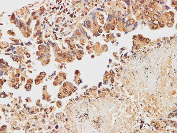 STOML2 Polyclonal Antibody (E-AB-40211)