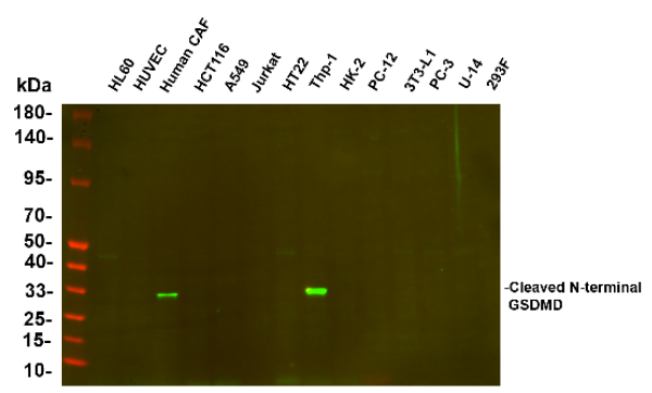 Recombinant Cleaved N-terminal GSDMD Monoclonal Antibody (AN300650L)