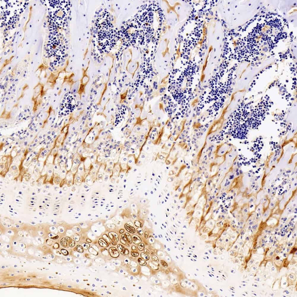 COL2A1 Monoclonal Antibody (E-AB-70295)