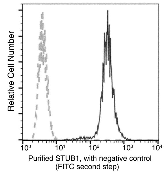 Recombinant STUB1 Monoclonal Antibody (AN300116P)