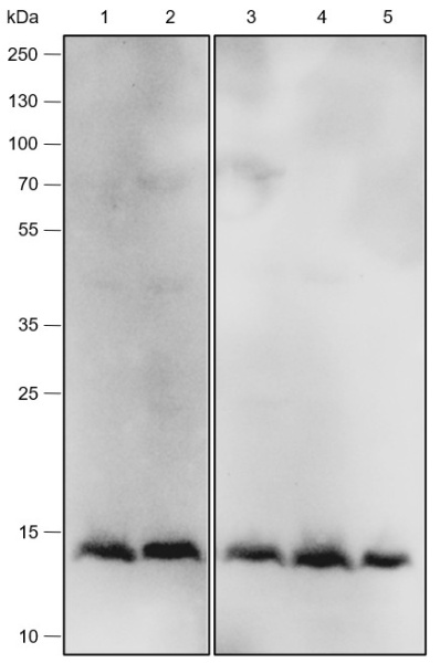 Recombinant IL-4 Monoclonal Antibody (AN301842L)