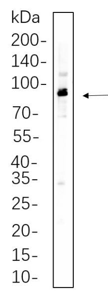 Recombinant Phospho-p90RSK (Ser380) Monoclonal Antibody (AN300836L)