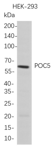 Recombinant POC5 Monoclonal Antibody (AN300766L)