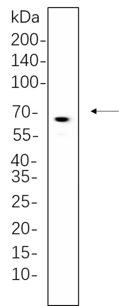 Recombinant ATG16L1 Monoclonal Antibody (AN300682L)