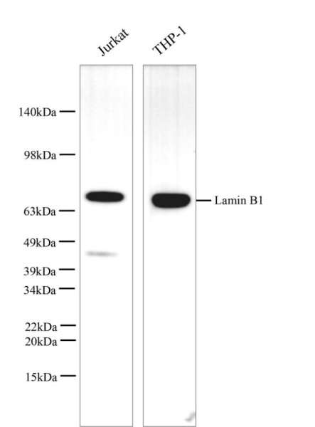 Lamin B1 Monoclonal Antibody (AN005330L)