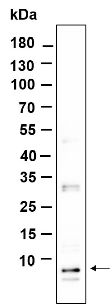 Recombinant NOP10 Monoclonal Antibody (AN301232L)