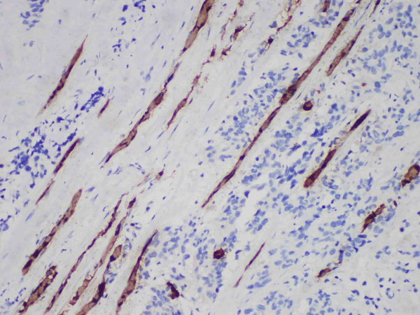 Myoglobin Monoclonal Antibody (ELAB6937-M)